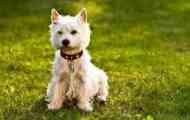 West highland white terrier - bijeli terijer opis